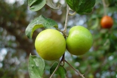 Immature-Indian-jujube-on-the-tree