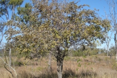 Indian-jujube-tree-growing-wild