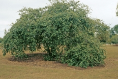 Indian-jujube-tree