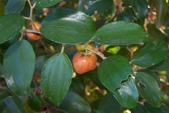 Leaves-of-Indian-jujube