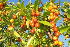 Mature-Indian-jujube-on-the-tree
