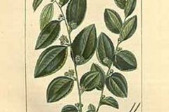 Plant-Illustration-of-Indian-jujube