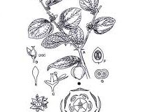Sketch-of-Indian-jujube