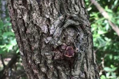 Trunk-of-Indian-Jujube