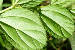 Ventral-view-of-leaves-of-Indian-Jujube