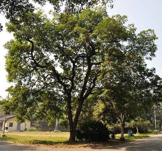Indian-kino-tree