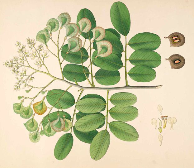 Plant-Illustration-of-Indian-kino
