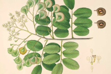 Plant-Illustration-of-Indian-kino