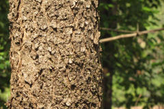 Bark-of-Indian-kino