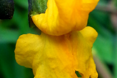 Closer-view-of-flower-of-Indian-kino