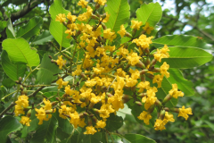 Flowers-of-Indian-kino
