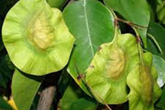 Immature-fruits-of-Indian-kino