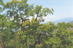 Indian-kino-plant-growing-wild
