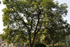 Indian-kino-tree