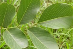 Leaves-of-Indian-kino