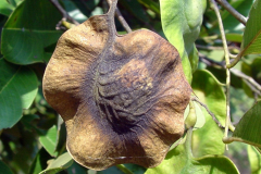 Mature-fruits-of-Indian-kino
