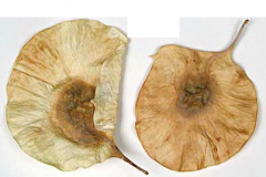 Seeds-of-Indian-kino