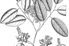 Sketch-of-Indian-kino
