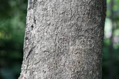 Trunk-of-Indian-kino