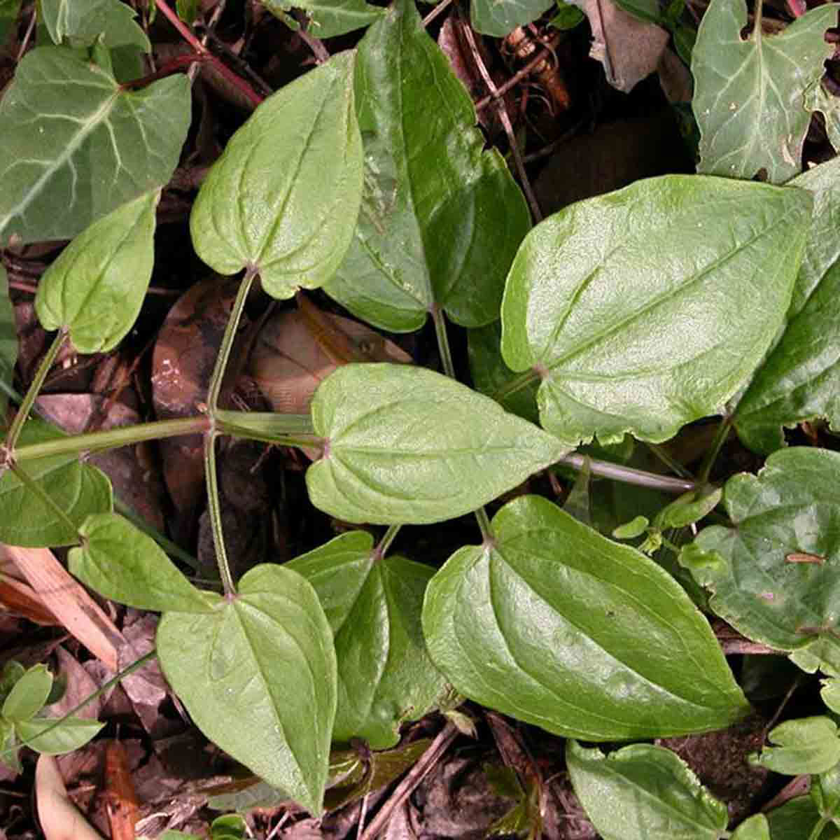 Leaves-of-Indian-Madder