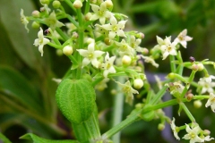 Flowers-of-Indian-Madder