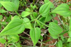 Indian-Madder-Plant