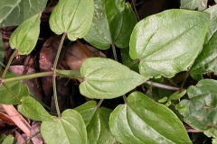 Leaves-of-Indian-Madder