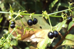 Mature-fruits-of-Indian-Madder