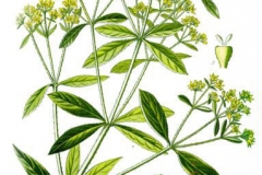 Plant-Illustration-of-Indian-Madder
