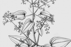Sketch-of-Indian-Madder