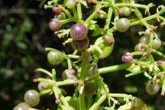 Unripe-Indian-Madder-fruits