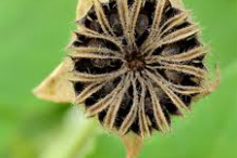 Closer-view-of-Dried-seed-capsules