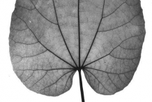 Dried-Leaf-of-Indian-Mallow