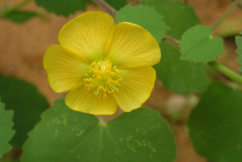Flower-of-Indian-Mallow