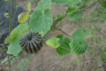 Fruit-of-Indian-Mallow