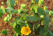 Indian-Mallow--Plant