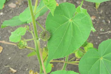 Leaves-of-Indian-Mallow