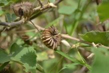 Mature-seed-capsules-of-Indian-Mallow