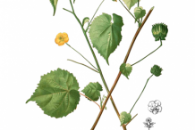 Plant-Illustration-of-Indian-Mallow