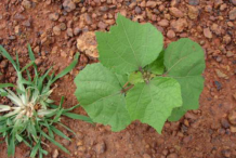 Small-Indian-Mallow-plant