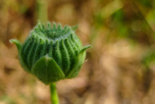 Unripe-Fruit-of-Indian-Mallow
