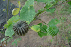 Fruit-of-Indian-Mallow