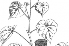 Sketct-of-Indian-Mallow