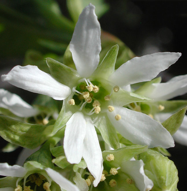 Closer-view-of-flower-of-Indian-Plum