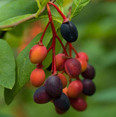 Mature-fruits-of-Indian-Plum