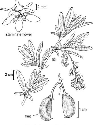 Plant-illustration-of-Indian-Plum