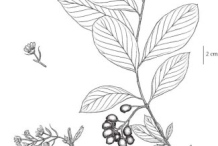 Sketch-of-Indian-Plum