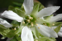 Closer-view-of-flower-of-Indian-Plum