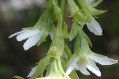 Flowers-of-Indian-Plum