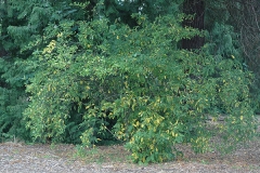 Indian-Plum-tree